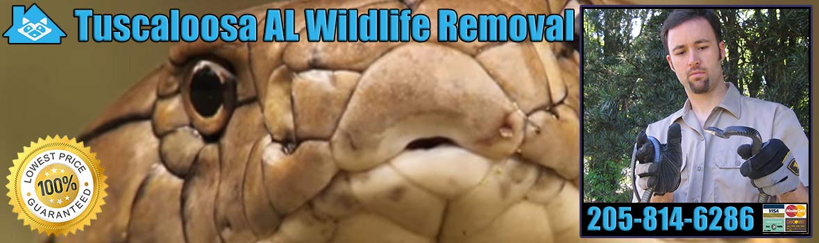 Tuscaloosa Wildlife and Animal Removal